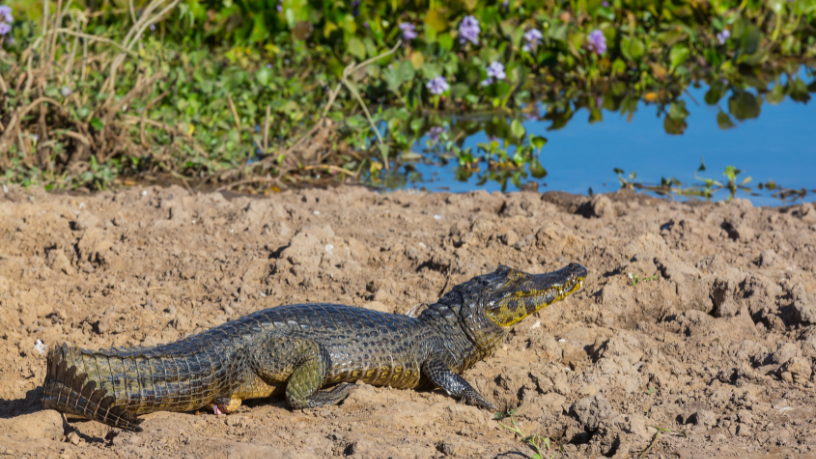 A observação da fauna e o turismo sustentável fazem do Pantanal uma experiência única e inesquecível, comenta Leonardo Rocha de Almeida Abreu.